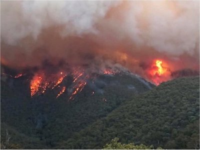 Unos 480 millones de animales víctimas por incendios en Australia