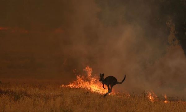 Unos 480 millones de animales víctimas de los incendios en Australia » Ñanduti