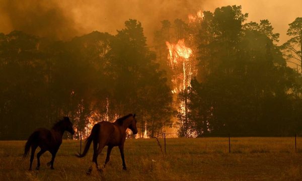 La desgarradora cifra de animales muertos a causa de incendios en Australia