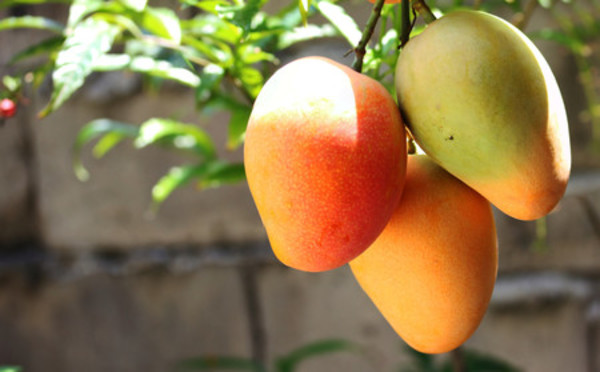 TOP 10 Beneficios del mango, que te harán amar esta fruta