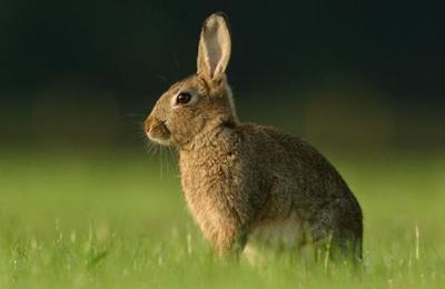 ¿El conejo declarada especie 'en peligro de extinción'? - SNT
