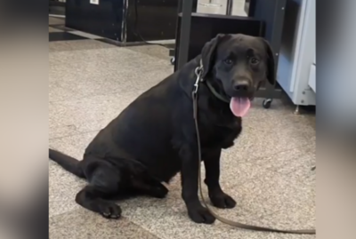 ¡Brillante Rocky! Detienen a mujer con cocaína en su maleta gracias al can detector