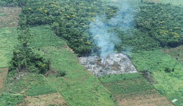 Silva Facetti denuncia ante Fiscalía destrucción de área boscosa