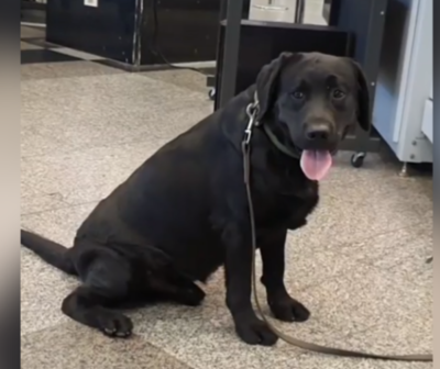 Mascota de la SENAD detectó a mujer con droga