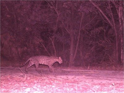 Detectan 10 felinos salvajes en la ciudad turística mexicana de Cancún