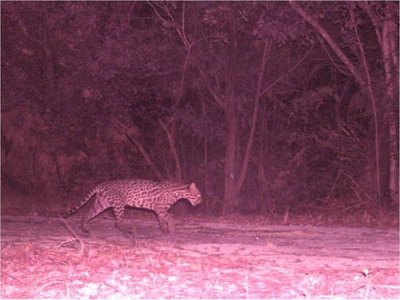 Detectan 10 felinos salvajes en la ciudad turística mexicana de Cancún