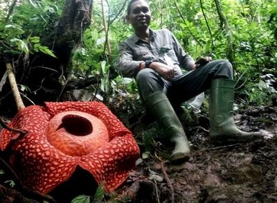 Hallan la flor “más ancha” del mundo - Internacionales - ABC Color