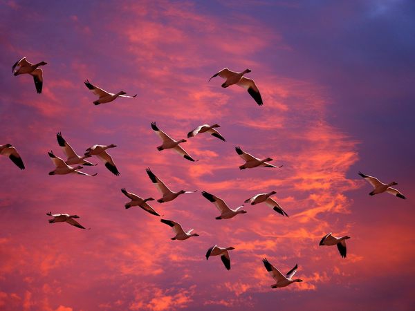 Asunción, será sede de observatorio de aves en el 2022