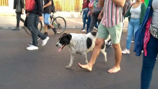 Organizan marcha falsa para que “perro manifestante” vaya al veterinario