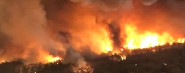 480 animales muertos tras incendios en Australia | Noticias Paraguay