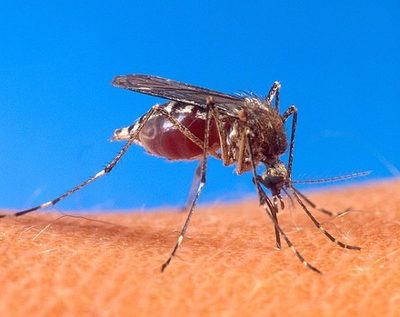 Reportan más de 50.000 casos de dengue en 50 semanas