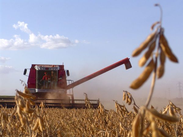 RECUPERACIÓN ECONÓMICA DEL PAÍS DEPENDE DE UNA BUENA COSECHA DE SOJA