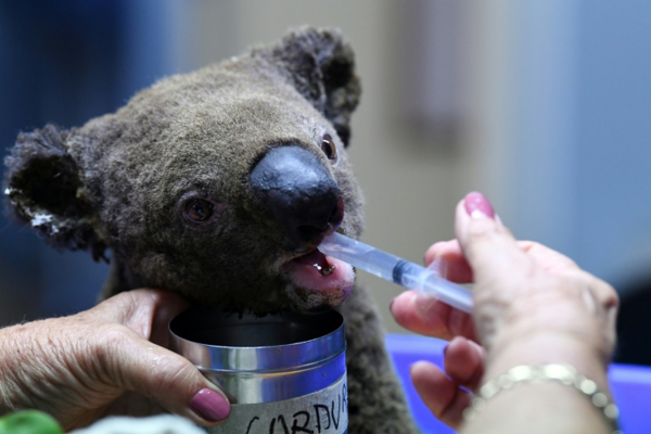 Incendios en Australia matan a la mitad de los koalas