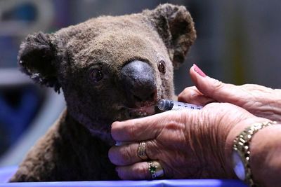 Incendios en Australia matan a la mitad de los koalas clave para su supervivencia