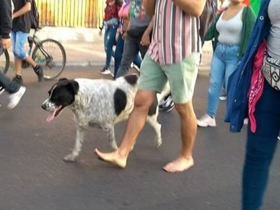 Organizan falsa marcha para llevar a un perro al veterinario