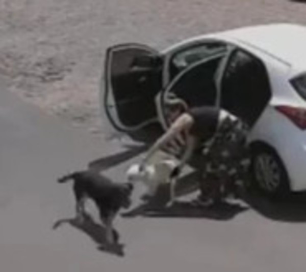 ¡Inhumano! Abandonó a un perrito que le faltaban las patitas - Paraguay.com