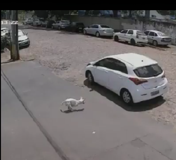 Perro abandonado causa indignación en las redes