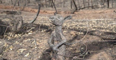 Horror en Australia !!!