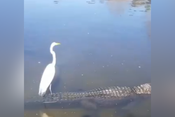 ¡Inédito! El “móvil” de esta garza te dejará boquiabierto