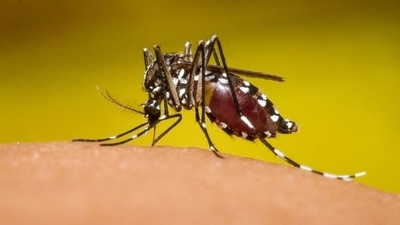 HOY / "El dengue es una Caja de Pandora": complicaciones van desde miocarditis a encefalitis