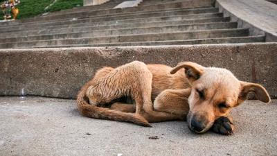Denuncian a un hombre por maltratar a un perro hasta su muerte en Capiatá » Ñanduti
