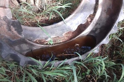 Cuestionan poco interés del Gobierno en la lucha contra el dengue - ADN Paraguayo