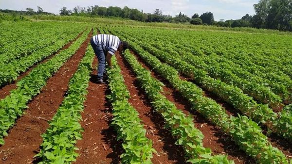 Gobernación impulsa la producción de sésamo