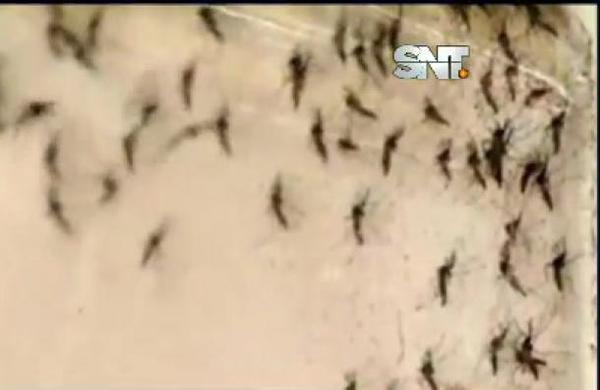 ALERTA MÁXIMA: Dengue, un crítico aumento - SNT