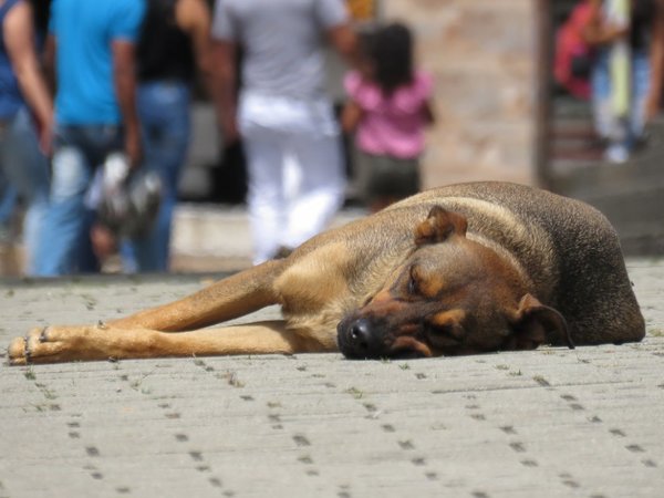 Capiatá: Investigan a funcionario fiscal por supuesto maltrato animal