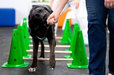Los perros, al igual que los lobos, cooperan para obtener recompensas - Mascotas - ABC Color