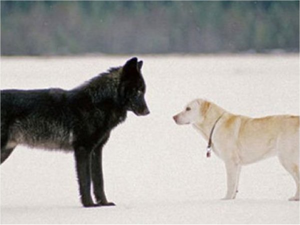 Los perros, al igual que los lobos, cooperan para lograr recompensas