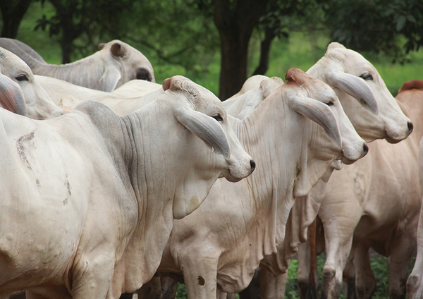 Anticipo por venta de ganado vacuno queda suspendido hasta junio