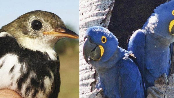 Paraguay, un paraíso para el avistamiento de aves