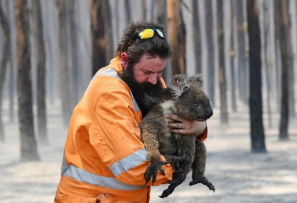 Koalas cerca de la extinción por terribles incendios en Australia