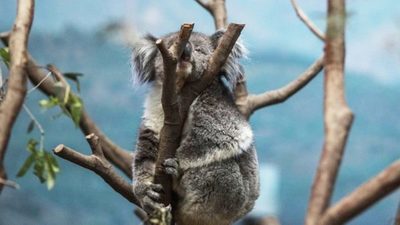 Animales que sobrevivieron, con futuro incierto