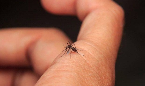 HOY / A extremar cuidados: población que ya tuvo dengue se expone a casos más graves con serotipo 4