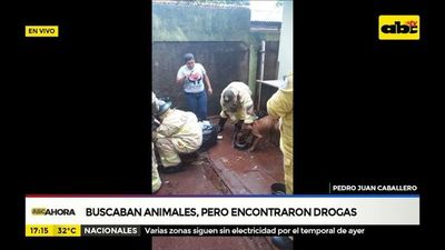 Buscaban animales, pero encontraron drogas - ABC Noticias - ABC Color