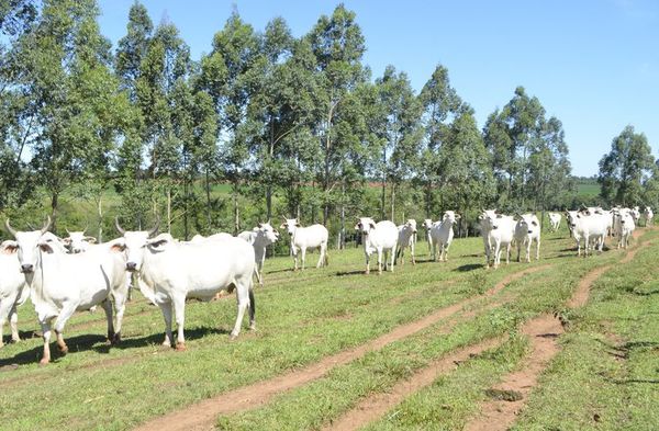 Producción de leche y carne - ABC Rural - ABC Color