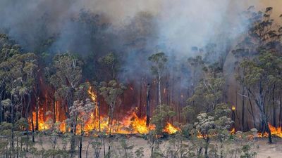 Afirman que hay 24 detenidos por los incendios en Australia | .::Agencia IP::.