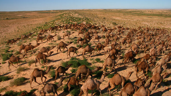 Australia sacrificará a miles de camellos salvajes que compiten por el agua » Ñanduti