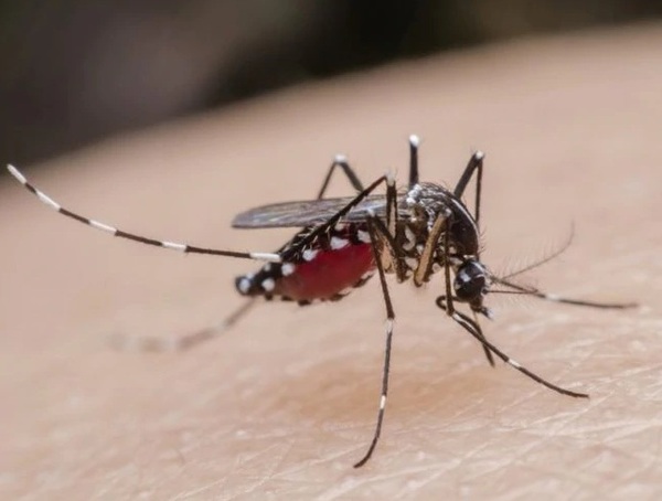 Serotipo 4 de dengue podría provocar cuadros más graves en personas que ya padecieron la enfermedad