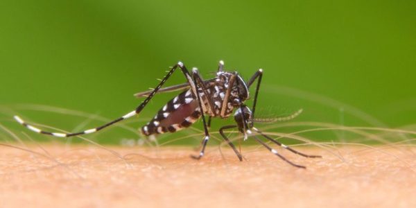 Dengue: 11.000 profesionales fueron capacitados para atender a pacientes con esta enfermedad