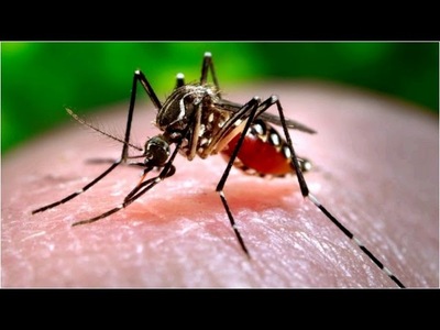 PREOCUPA AUMENTO DE DENGUE: SEROTIPO 4 PREDOMINA EN EL PAÍS Y AMENAZA A TODOS