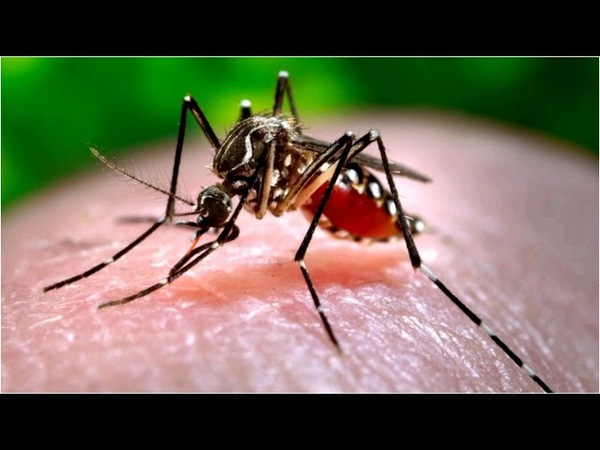 PREOCUPA AUMENTO DE DENGUE: SEROTIPO 4 PREDOMINA EN EL PAÍS Y AMENAZA A TODOS