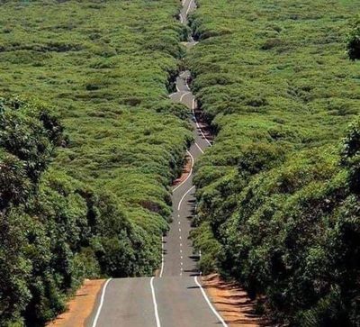 ¡Desvastador! El antes y el después de la isla canguro, tras incendios en Australia