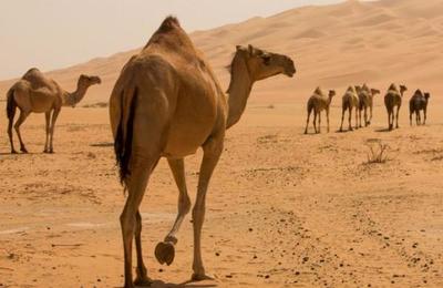 Sacrifican a más de 10.000 camellos en Australia porque beben demasiada agua - SNT