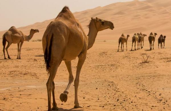 Sacrifican a más de 10.000 camellos en Australia porque beben demasiada agua - SNT