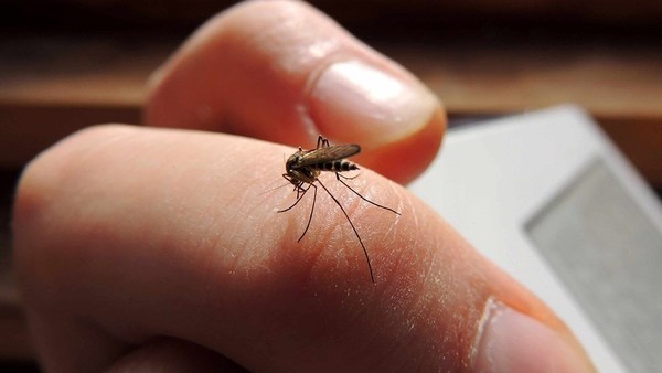 Cuestionan al Ministerio de Salud por falta de información sobre el dengue - ADN Paraguayo