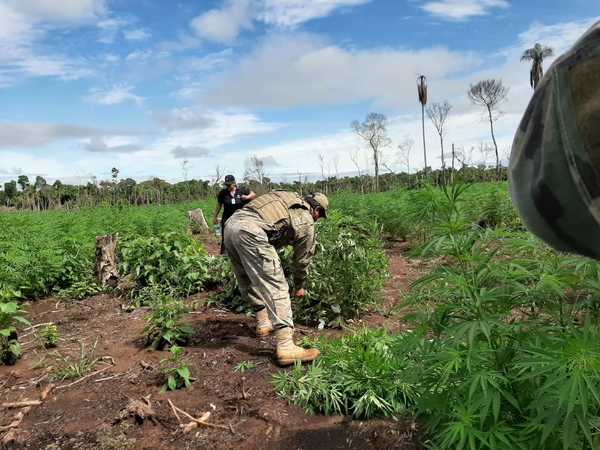 Yby Yaú: Destruyen plantaciones de marihuana