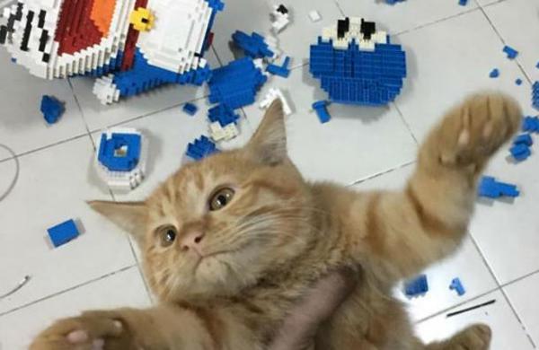 Estuvo dos semanas armando una escultura de 2.400 piezas y su gato se las destruyó en segundos - SNT